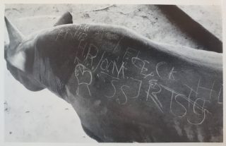 Image of rhino with graffiti 