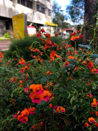 Close-up picture of red native flowers in a garden