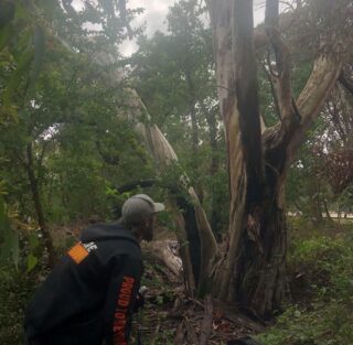 Person with a backpack on peering into dense bush and taller trees